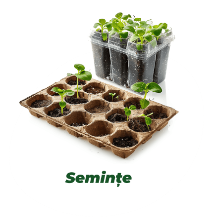 Semințe